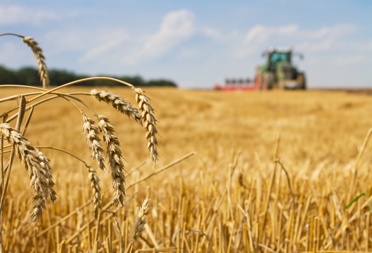 Ein Weizenfeld mit einem Traktor im Hintergrund.